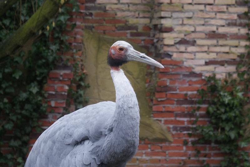 2009_0306sonyDierentuin0010.JPG