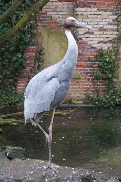 2009_0306sonyDierentuin0011.JPG