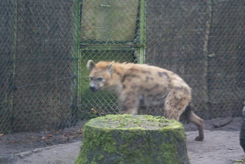 2009_0306sonyDierentuin0014.JPG