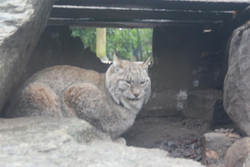 2009_0306sonyDierentuin0018.JPG