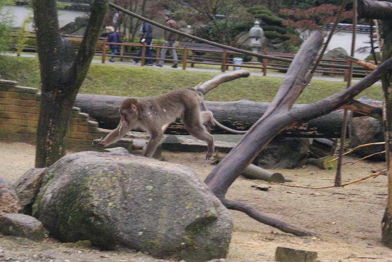 2009_0306sonyDierentuin0027.JPG