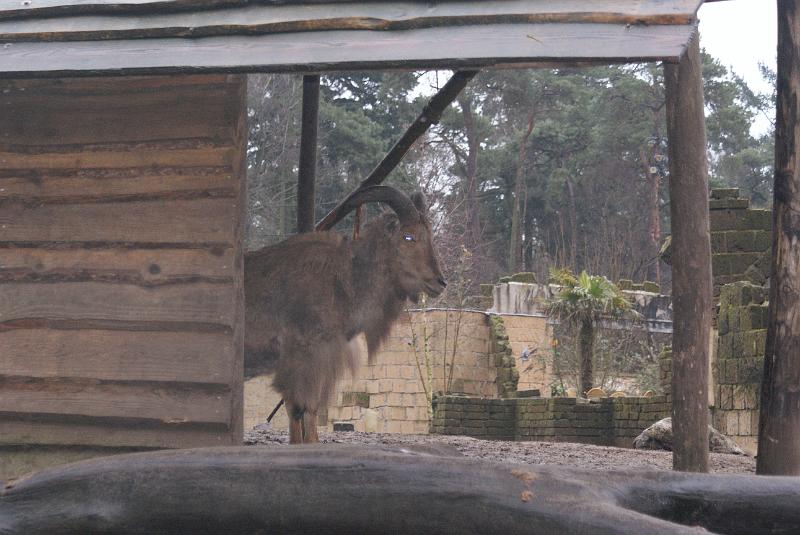 2009_0306sonyDierentuin0033.JPG