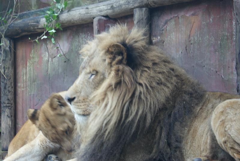 2009_0306sonyDierentuin0048.JPG