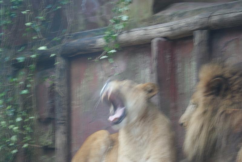 2009_0306sonyDierentuin0060.JPG