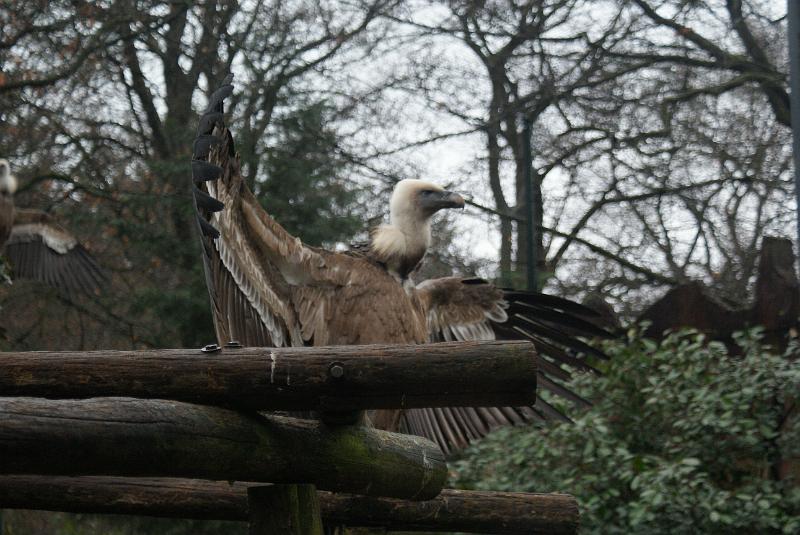 2009_0306sonyDierentuin0063.JPG