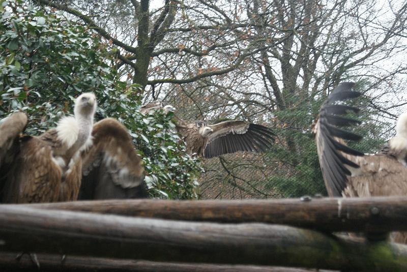 2009_0306sonyDierentuin0064.JPG