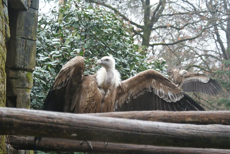 2009_0306sonyDierentuin0065.JPG