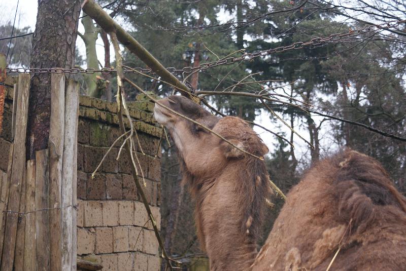 2009_0306sonyDierentuin0071.JPG