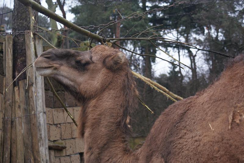 2009_0306sonyDierentuin0072.JPG