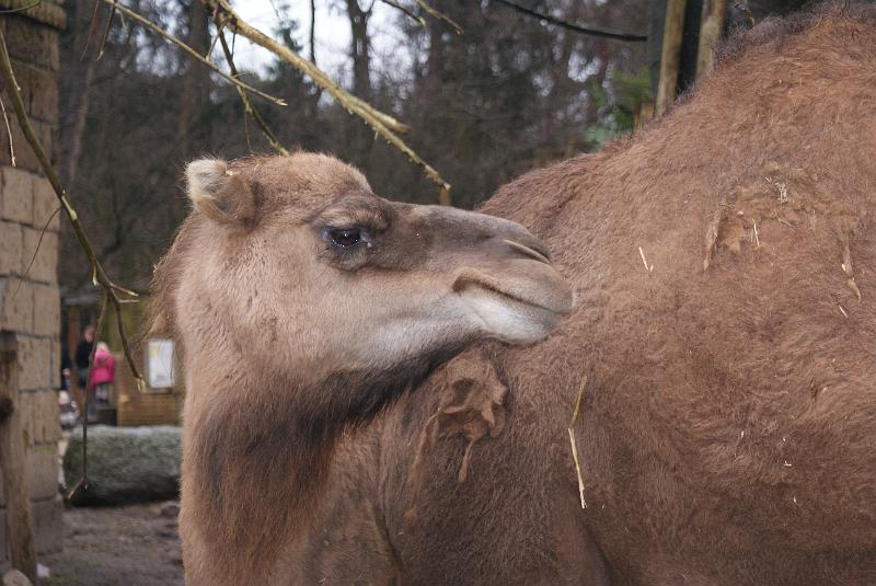 2009_0306sonyDierentuin0075.JPG