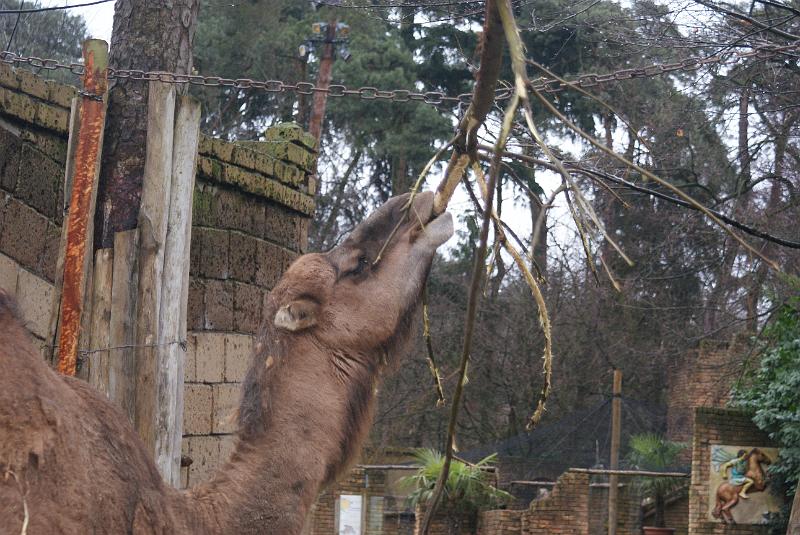 2009_0306sonyDierentuin0076.JPG