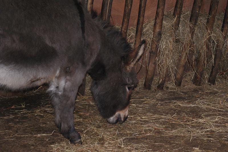 2009_0306sonyDierentuin0078.JPG