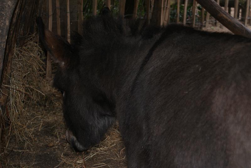 2009_0306sonyDierentuin0079.JPG