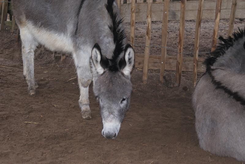 2009_0306sonyDierentuin0081.JPG