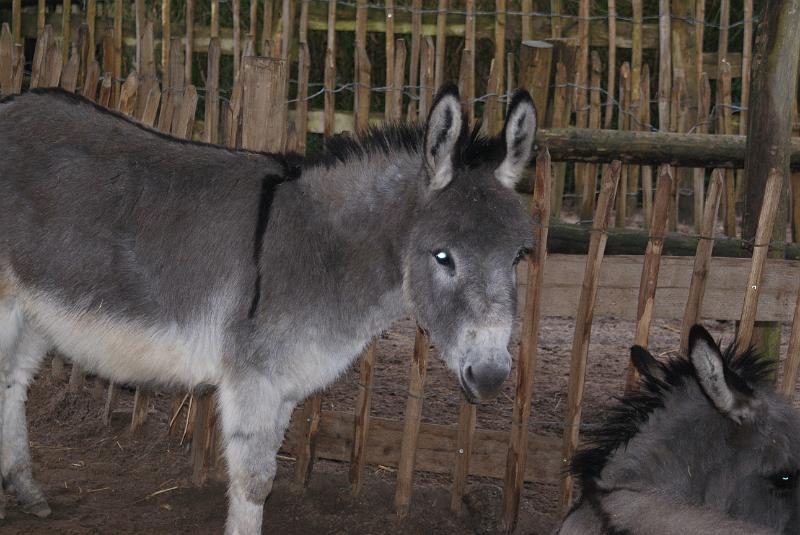 2009_0306sonyDierentuin0082.JPG