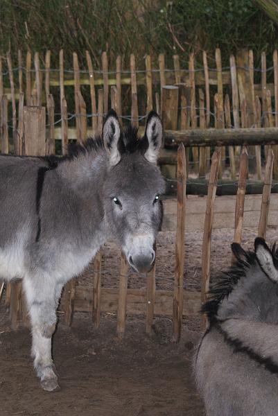 2009_0306sonyDierentuin0083.JPG