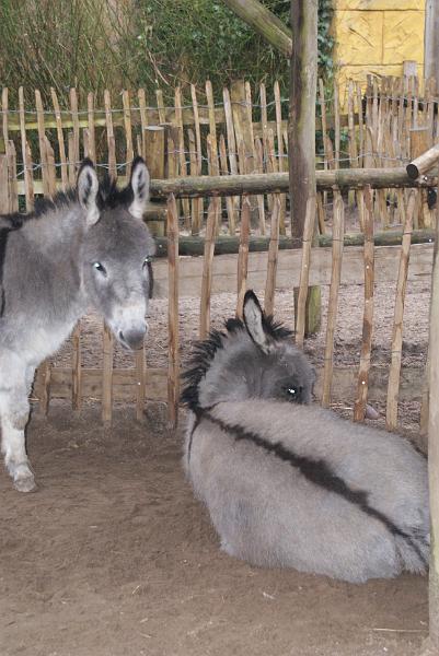 2009_0306sonyDierentuin0084.JPG