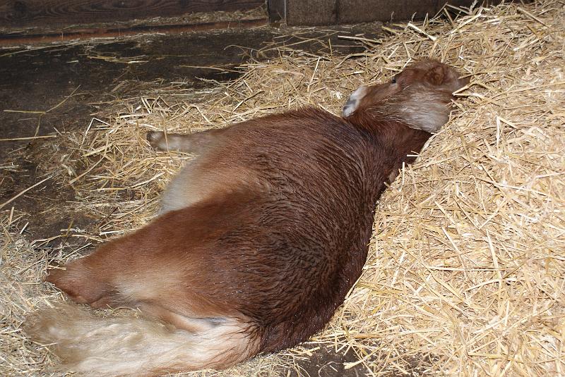 2009_0306sonyDierentuin0100.JPG