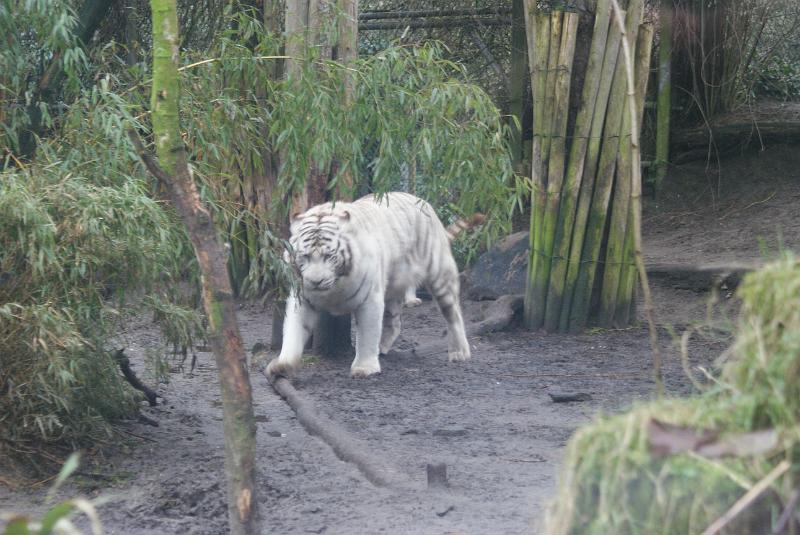 2009_0306sonyDierentuin0140.JPG