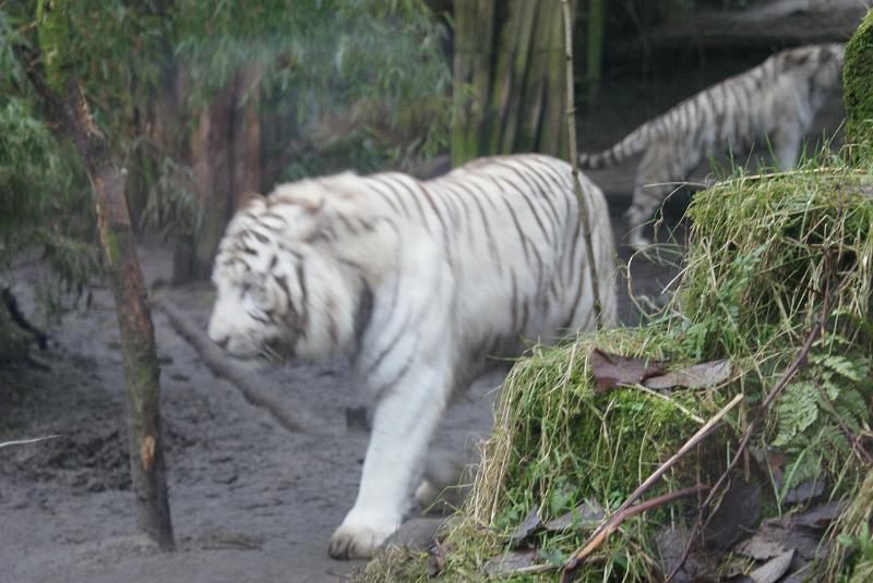 2009_0306sonyDierentuin0142.JPG