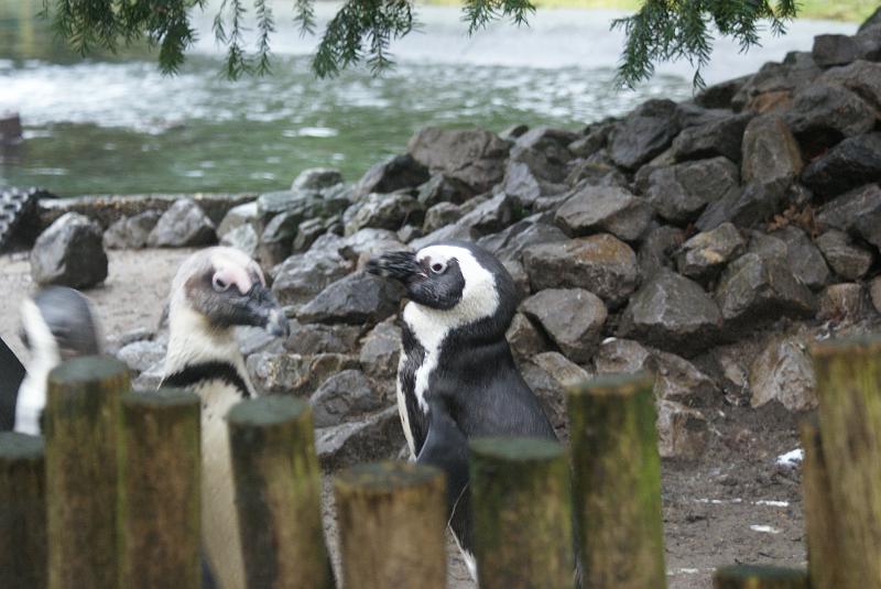 2009_0306sonyDierentuin0159.JPG